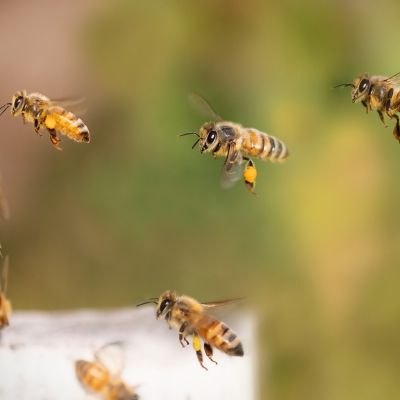 Intertek launches blockchain traceability solution in fight against honey fraud