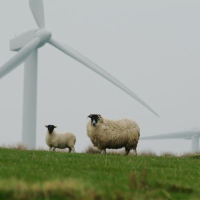 sheep-5915813_1280